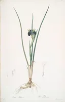 Picture 96 of 960 from Les liliacées (1805), leaf 50