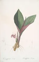 Picture 98 of 960 from Les liliacées (1805), leaf 51