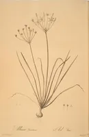 An illustration from Les liliacées (1805)