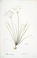 Picture 100 of 960 from Les liliacées (1805), leaf 52
