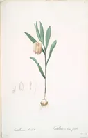Picture 101 of 960 from Les liliacées (1805), leaf 53