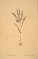 Picture 102 of 960 from Les liliacées (1805), leaf 53