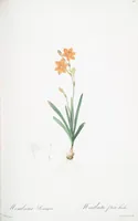 Picture 105 of 960 from Les liliacées (1805), leaf 55