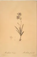 Picture 106 of 960 from Les liliacées (1805), leaf 55
