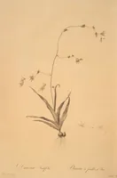 Picture 107 of 960 from Les liliacées (1805), leaf 56