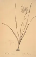 Picture 109 of 960 from Les liliacées (1805), leaf 57