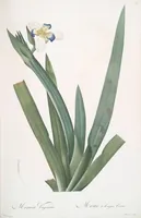 Picture 111 of 960 from Les liliacées (1805), leaf 58