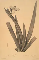 Picture 112 of 960 from Les liliacées (1805), leaf 58