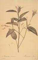 Picture 113 of 960 from Les liliacées (1805), leaf 59