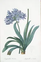 Picture 8 of 960 from Les liliacées (1805), leaf 6
