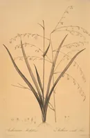Picture 115 of 960 from Les liliacées (1805), leaf 60