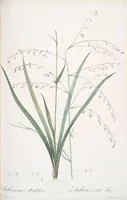 Picture 116 of 960 from Les liliacées (1805), leaf 60