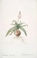 Picture 117 of 960 from Les liliacées (1805), leaf 61