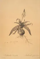 Picture 118 of 960 from Les liliacées (1805), leaf 61