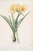 Picture 122 of 960 from Les liliacées (1805), leaf 64