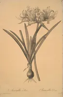 Picture 123 of 960 from Les liliacées (1805), leaf 64