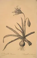 Picture 125 of 960 from Les liliacées (1805), leaf 65