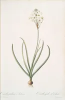 Picture 126 of 960 from Les liliacées (1805), leaf 66