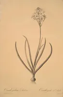 Picture 127 of 960 from Les liliacées (1805), leaf 66