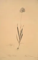 Picture 128 of 960 from Les liliacées (1805), leaf 67