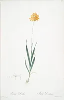 Picture 129 of 960 from Les liliacées (1805), leaf 67