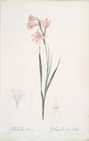 Picture 131 of 960 from Les liliacées (1805), leaf 68