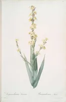 Picture 132 of 960 from Les liliacées (1805), leaf 69