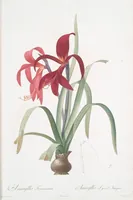 Picture 10 of 960 from Les liliacées (1805), leaf 7