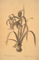 Picture 11 of 960 from Les liliacées (1805), leaf 7