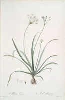 Picture 136 of 960 from Les liliacées (1805), leaf 71
