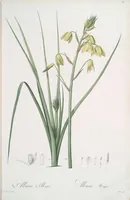 Picture 137 of 960 from Les liliacées (1805), leaf 72