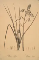 Picture 138 of 960 from Les liliacées (1805), leaf 72