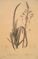 Picture 140 of 960 from Les liliacées (1805), leaf 73