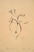 Picture 141 of 960 from Les liliacées (1805), leaf 74
