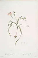 Picture 142 of 960 from Les liliacées (1805), leaf 74