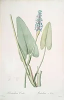 Picture 143 of 960 from Les liliacées (1805), leaf 75