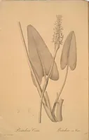 Picture 144 of 960 from Les liliacées (1805), leaf 75