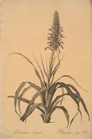 Picture 145 of 960 from Les liliacées (1805), leaf 76