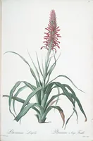 Picture 146 of 960 from Les liliacées (1805), leaf 76