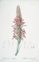 An illustration from Les liliacées (1805)