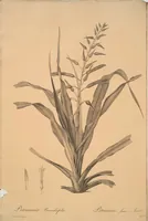 Picture 149 of 960 from Les liliacées (1805), leaf 78