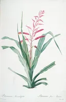 Picture 150 of 960 from Les liliacées (1805), leaf 78