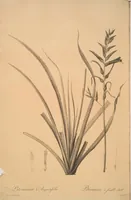 Picture 152 of 960 from Les liliacées (1805), leaf 79