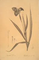 Picture 12 of 960 from Les liliacées (1805), leaf 8