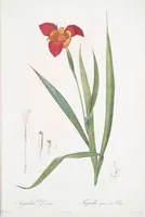 Picture 13 of 960 from Les liliacées (1805), leaf 8