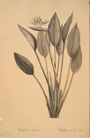 Picture 153 of 960 from Les liliacées (1805), leaf 80