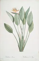 Picture 154 of 960 from Les liliacées (1805), leaf 80