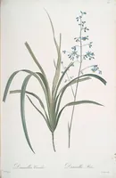 Picture 157 of 960 from Les liliacées (1805), leaf 82