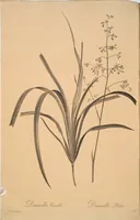 Picture 158 of 960 from Les liliacées (1805), leaf 82