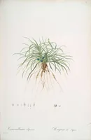 Picture 159 of 960 from Les liliacées (1805), leaf 83